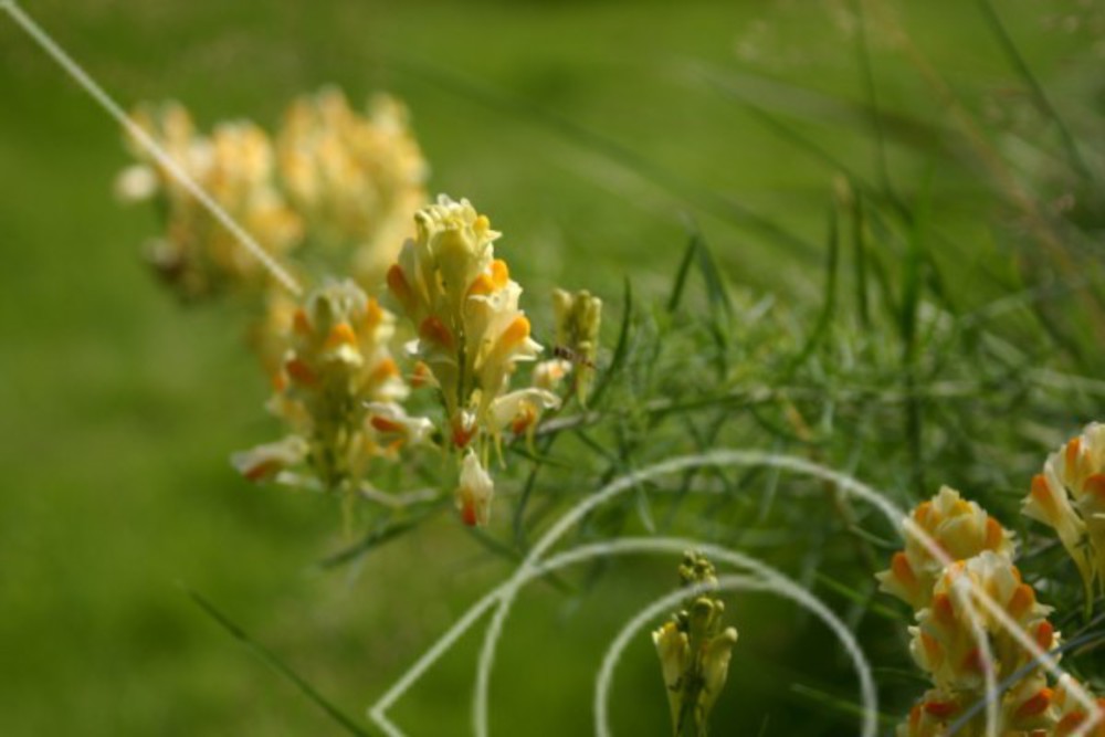Linaria vulgaris