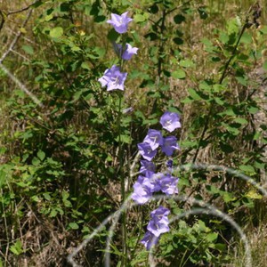 Violetta klockblommiga växter