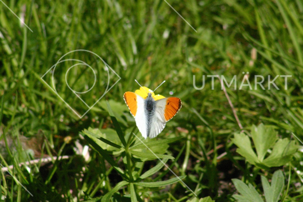 Vit orange färgad fjäril