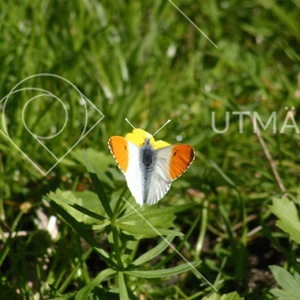 Vit orange färgad fjäril