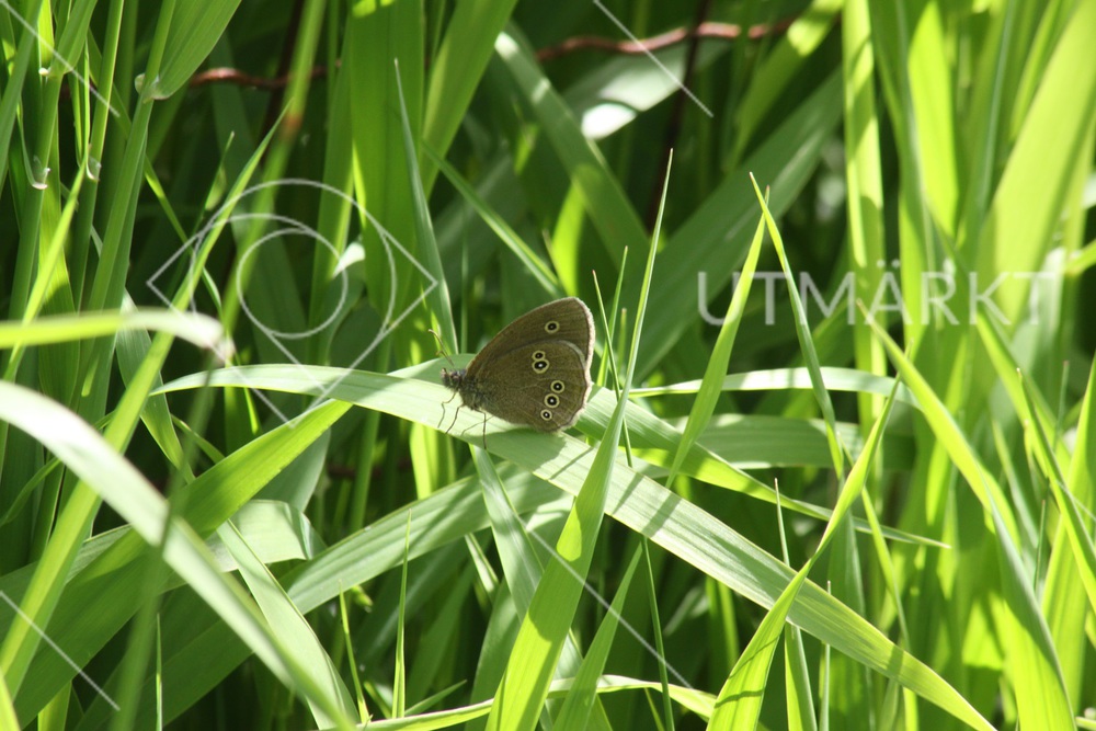 Luktgräsfjäril på gräs