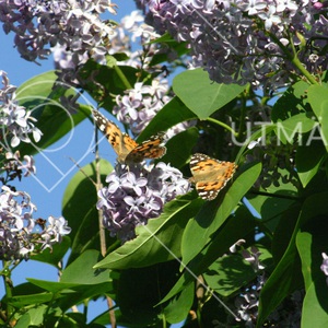 Tistelfjärilar i naturens egna restauranger