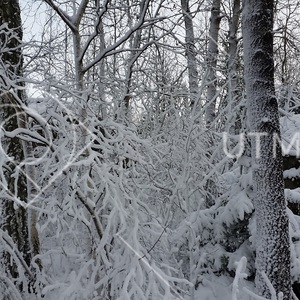 Vinter med snöklädda träd och buskar