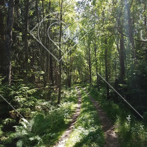 Skogsväg i Hannevik