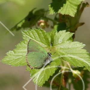 Grönfärgad dagfjäril